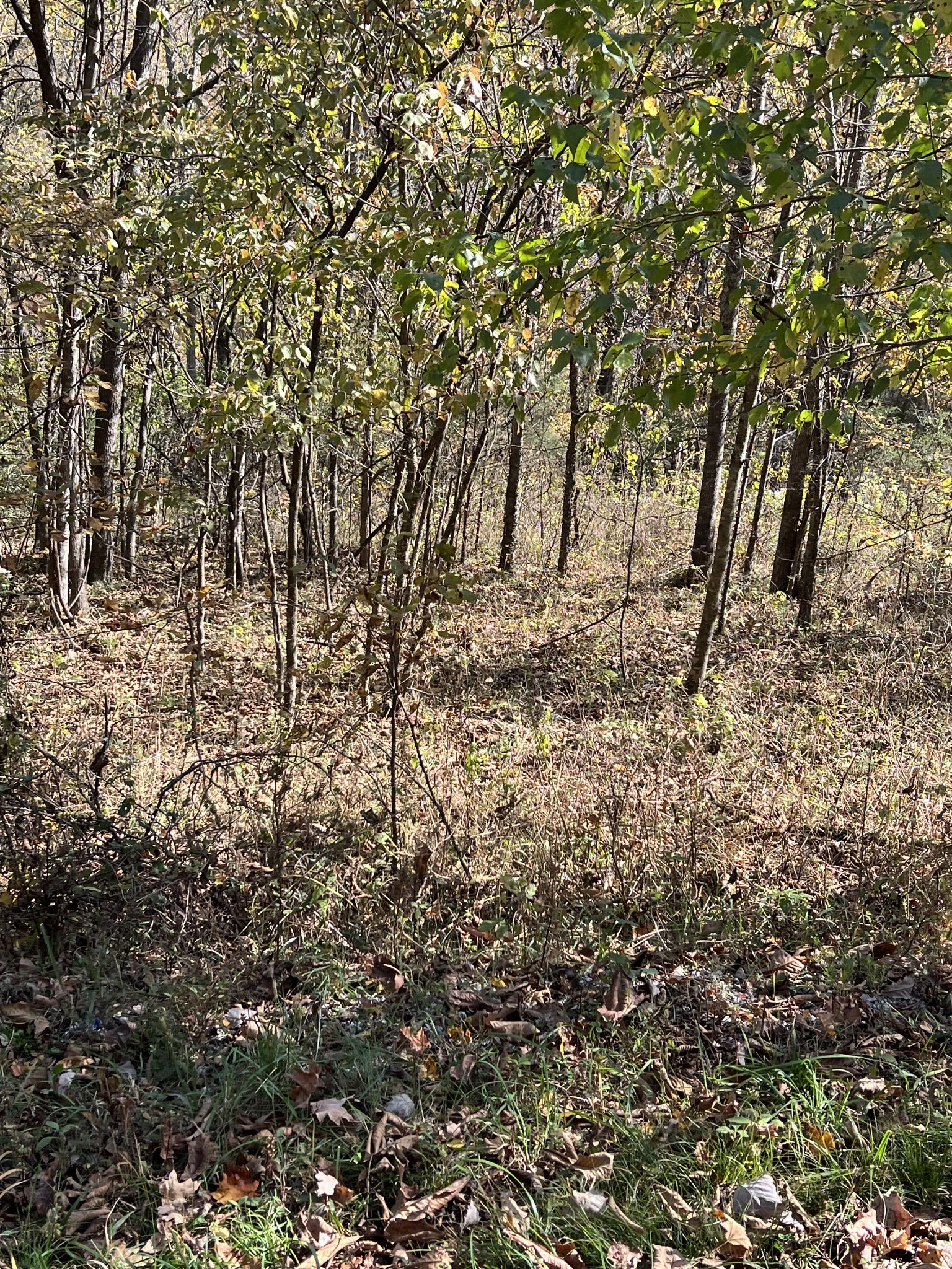 0 Reece Hollow Road Carthage, TN 37030 - Photo 6 of 9