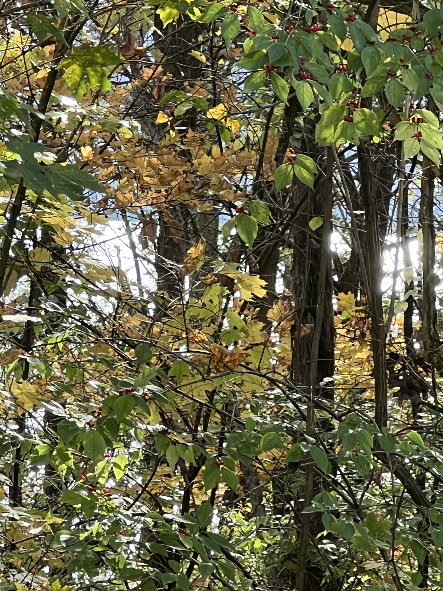 0 Reece Hollow Road Carthage, TN 37030 - Photo 8 of 9