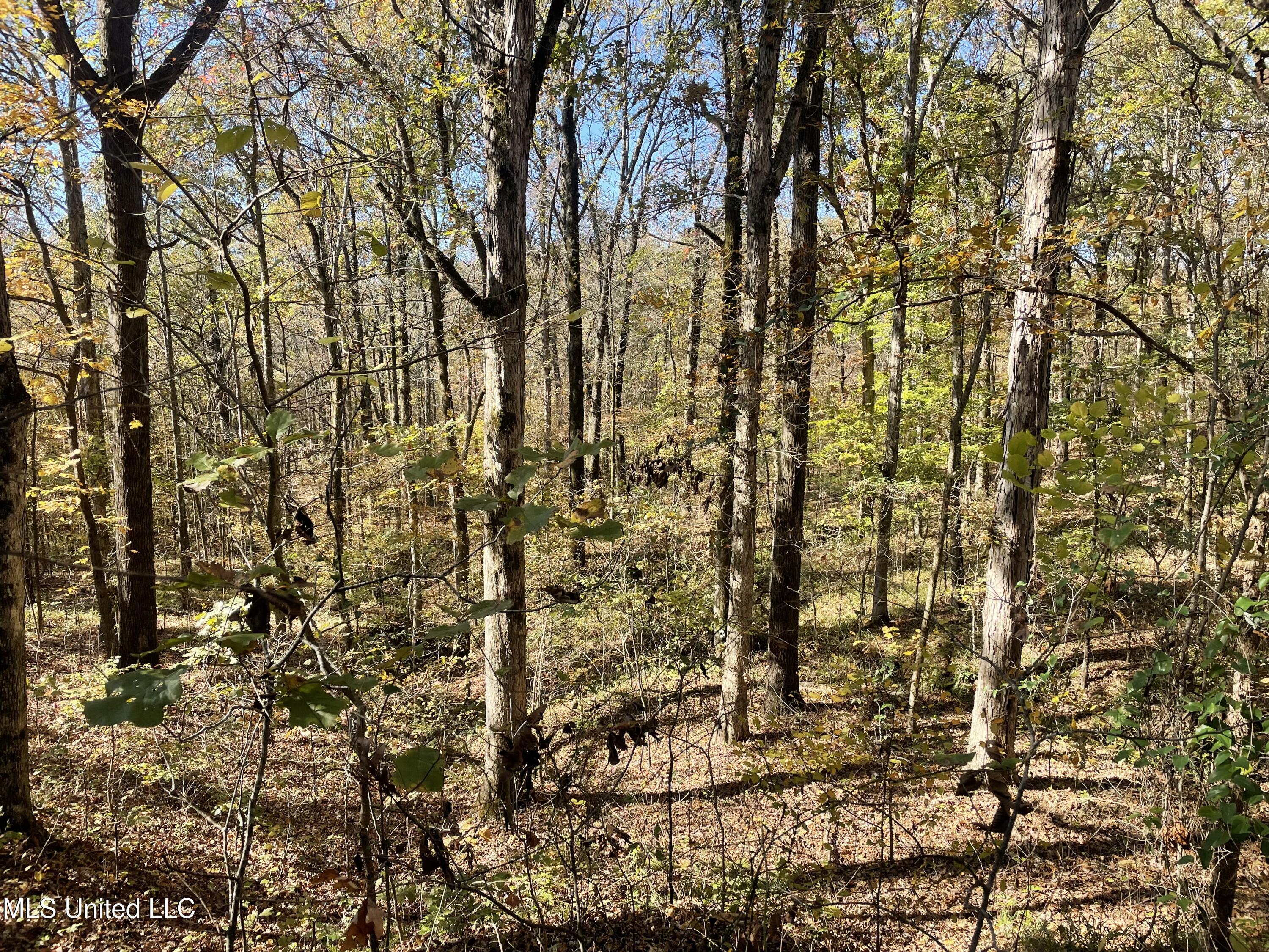 1 Truslow Road Sarah, MS 38665 - Photo 1 of 9 Woods