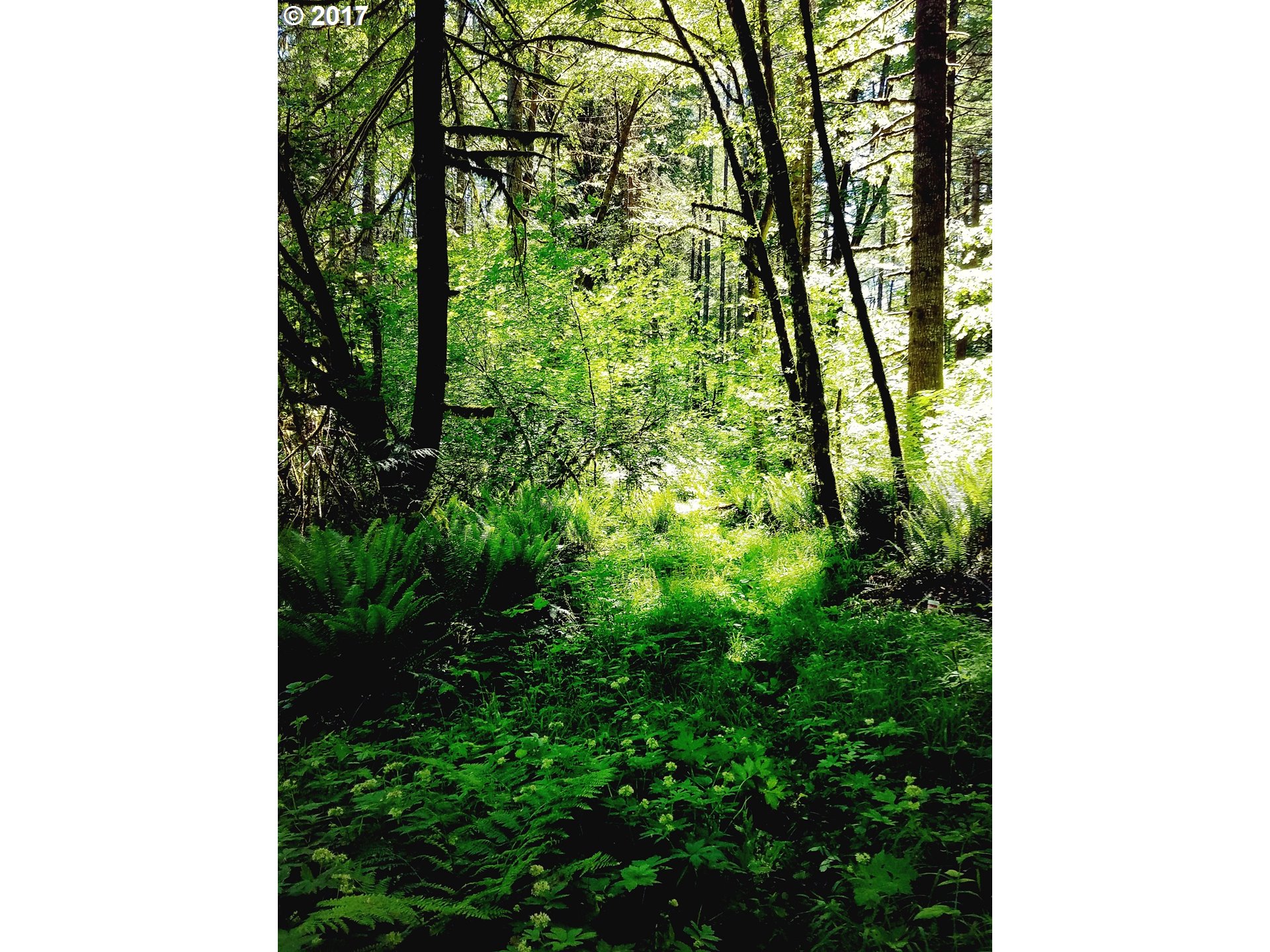 47895 Northwest Dingheiser Road Banks, OR 97106 - Photo 1 of 10 Gallery Image 1
