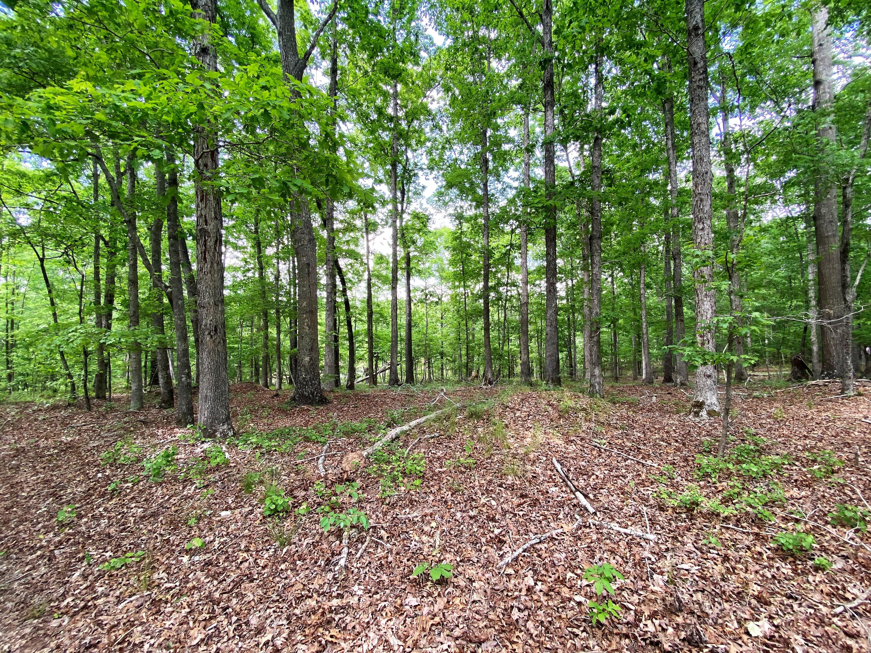 3 Razor Ridge Trenton, SC 29847 - Photo 2 of 8 razor 2