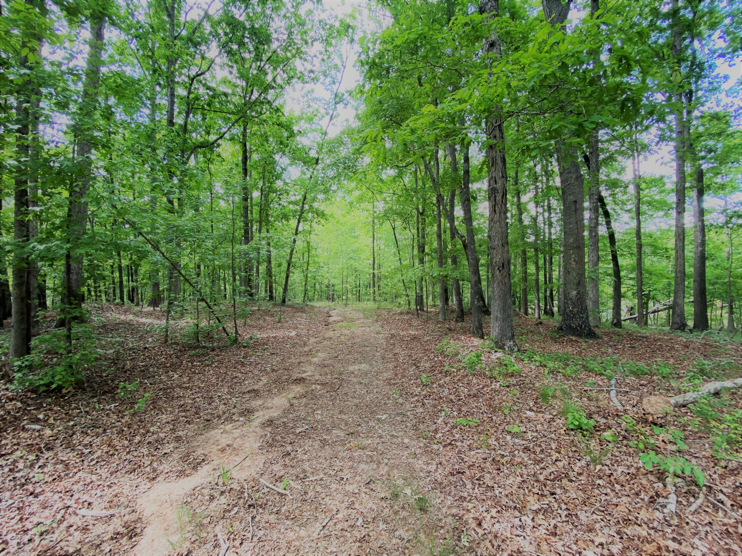 3 Razor Ridge Trenton, SC 29847 - Photo 3 of 8 razor 3