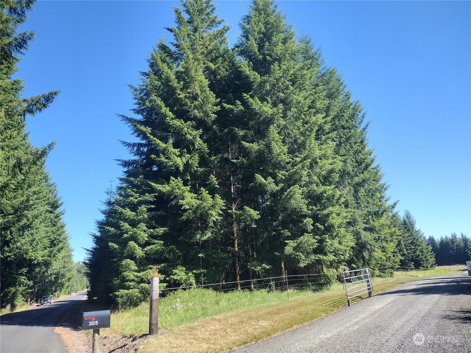 341 Frank Smith Road Toutle, WA 98649 - Photo 38 of 39 a view of a yard with plants and trees
