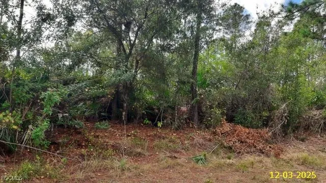 a view of a forest with trees in the background