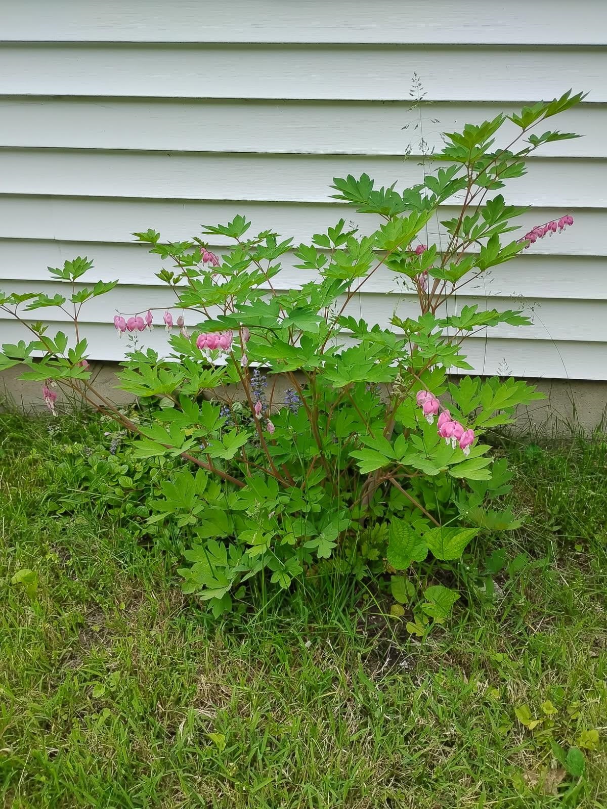 178 Adams Street Rutland, VT 05701 - Photo 44 of 60
