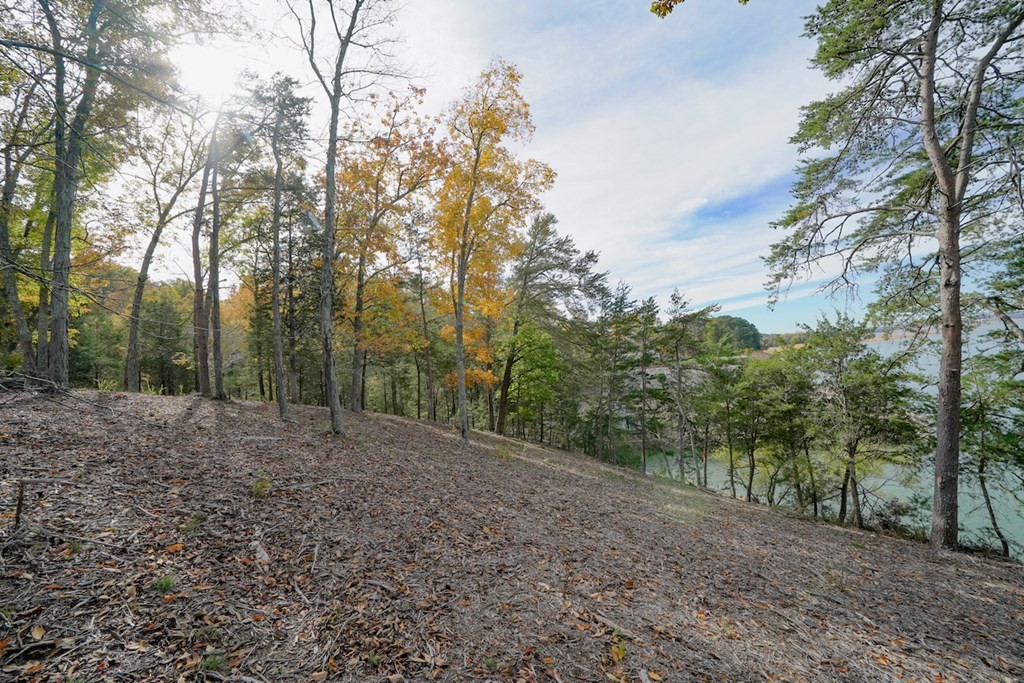 0 Lot 19 Maurice Road Sevierville, TN 37876 - Photo 10 of 21 a view of a forest with trees in the background