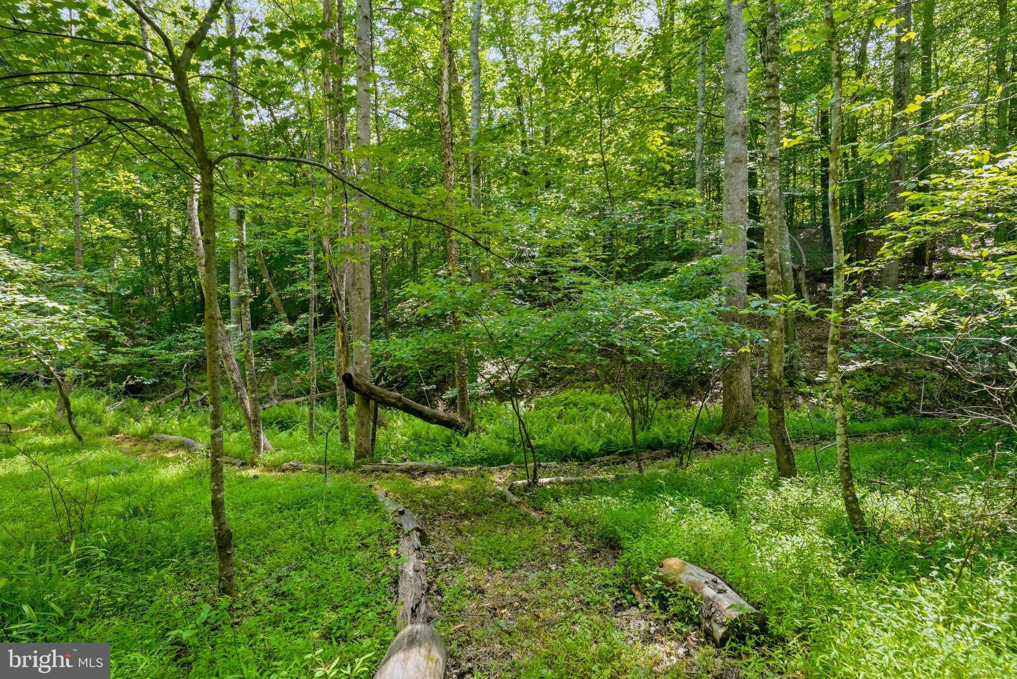Castle Rock Lane Castleton, VA 22716 - Photo 10 of 15 Maintained trails around property