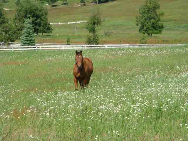 4871 Sherman Road Deer Park, WA 99006 - Photo 9 of 9