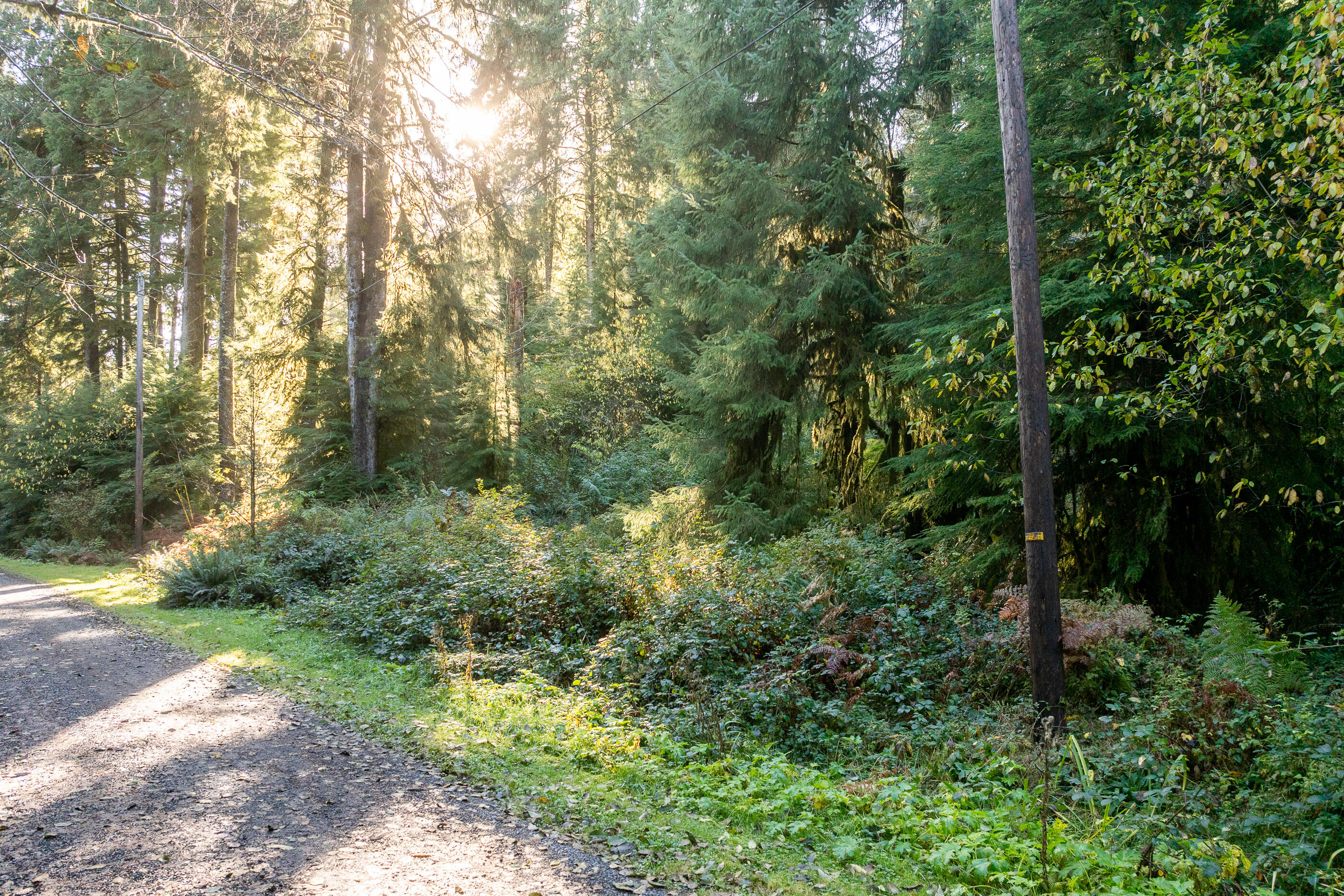01000 Katherine Lane Nehalem, OR 97131 - Photo 7 of 13 Katherine-11-Walsh-River_Bend_Lot-004-Br