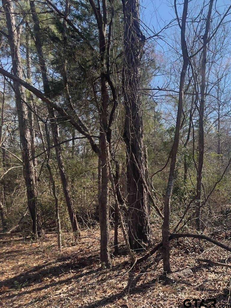 214 Forest Bullard, TX 75757 - Photo 9 of 10 a view of a forest filled with trees