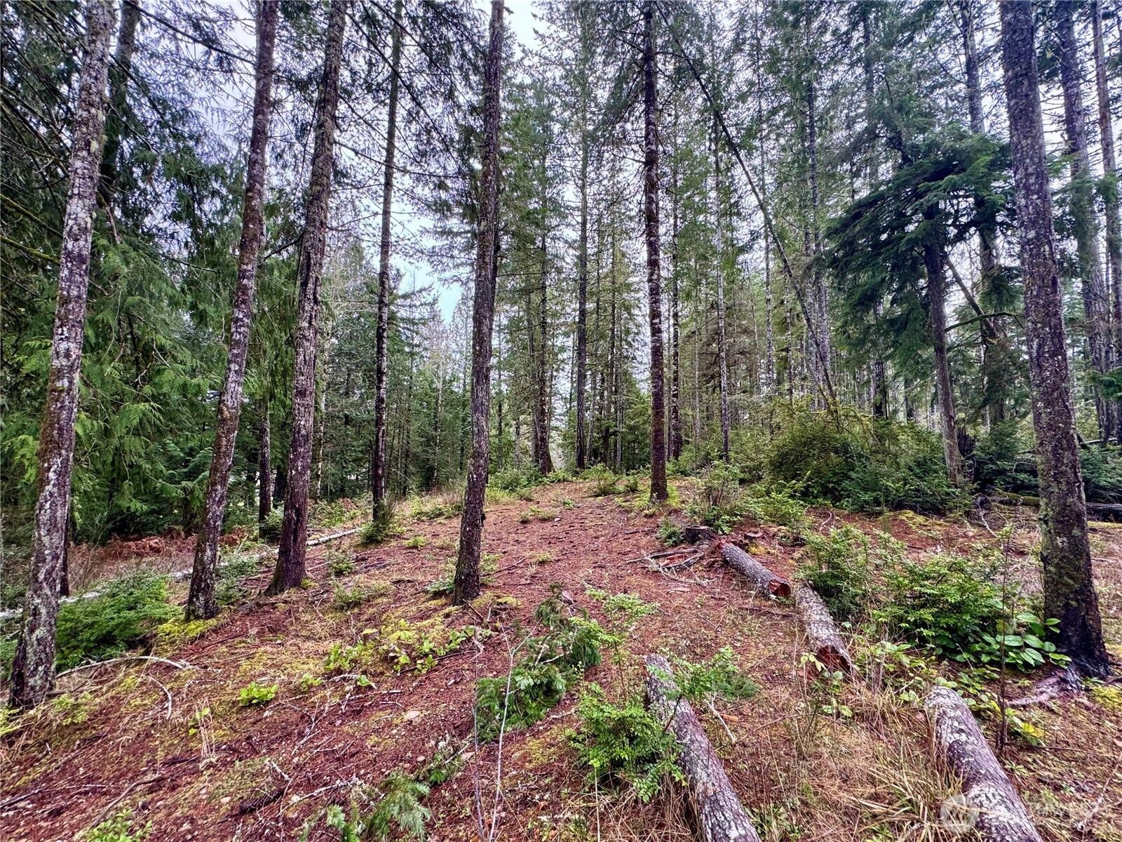 18349 Northwest Stavis Bay Road Seabeck, WA 98380 - Photo 39 of 40 a view of a forest with trees in the background