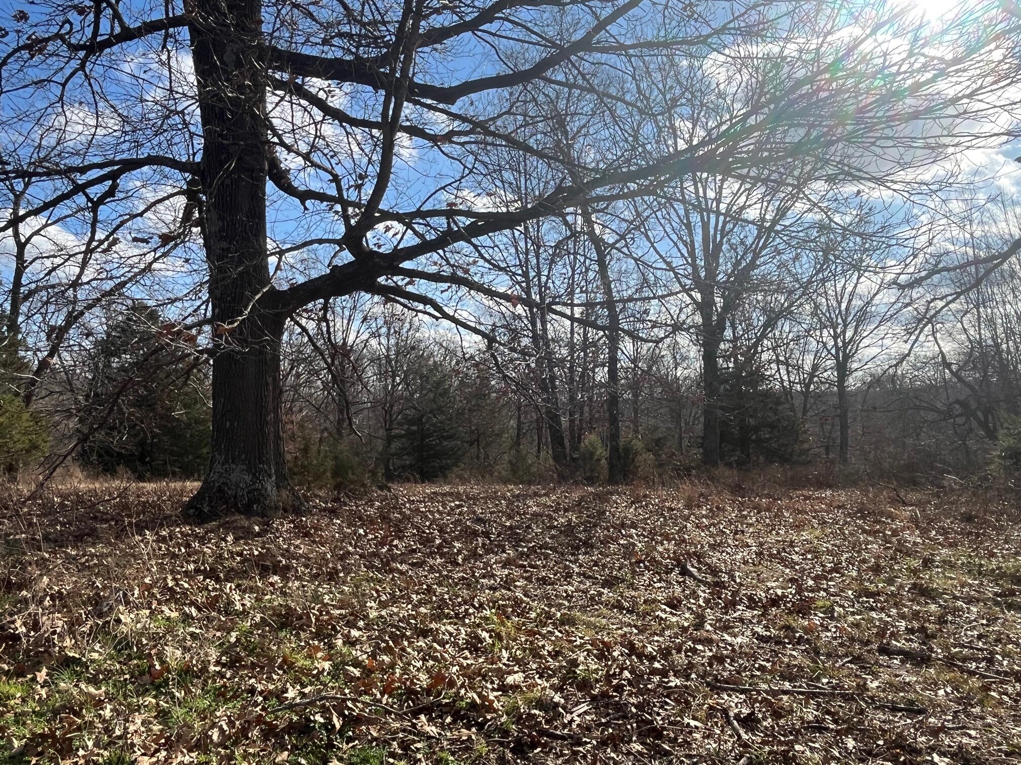 615 Thomas Hollow Road Exeter, MO 65647 - Photo 18 of 82 level