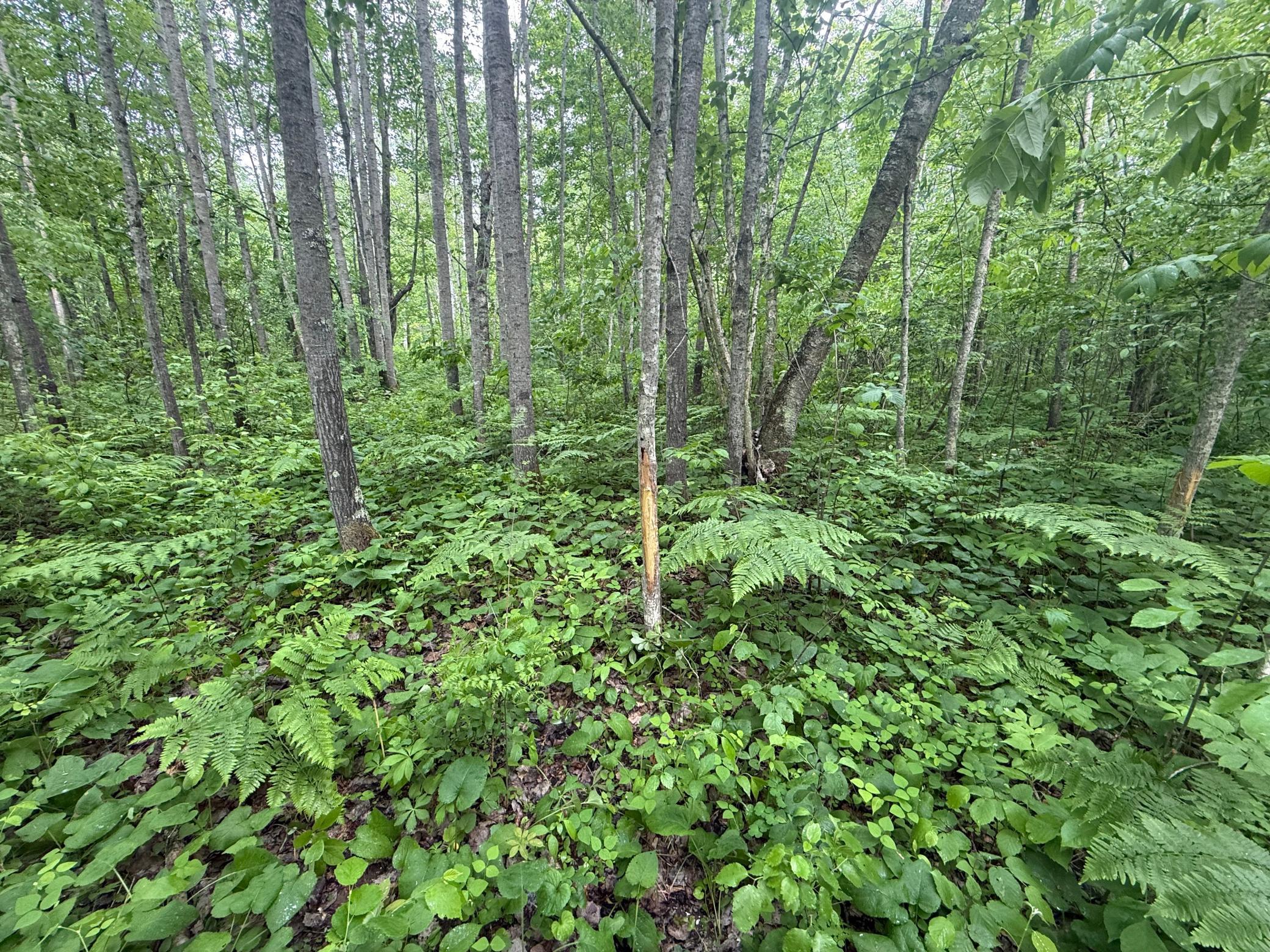10551 Mallard Road Brook Park, MN 55007 - Photo 24 of 44