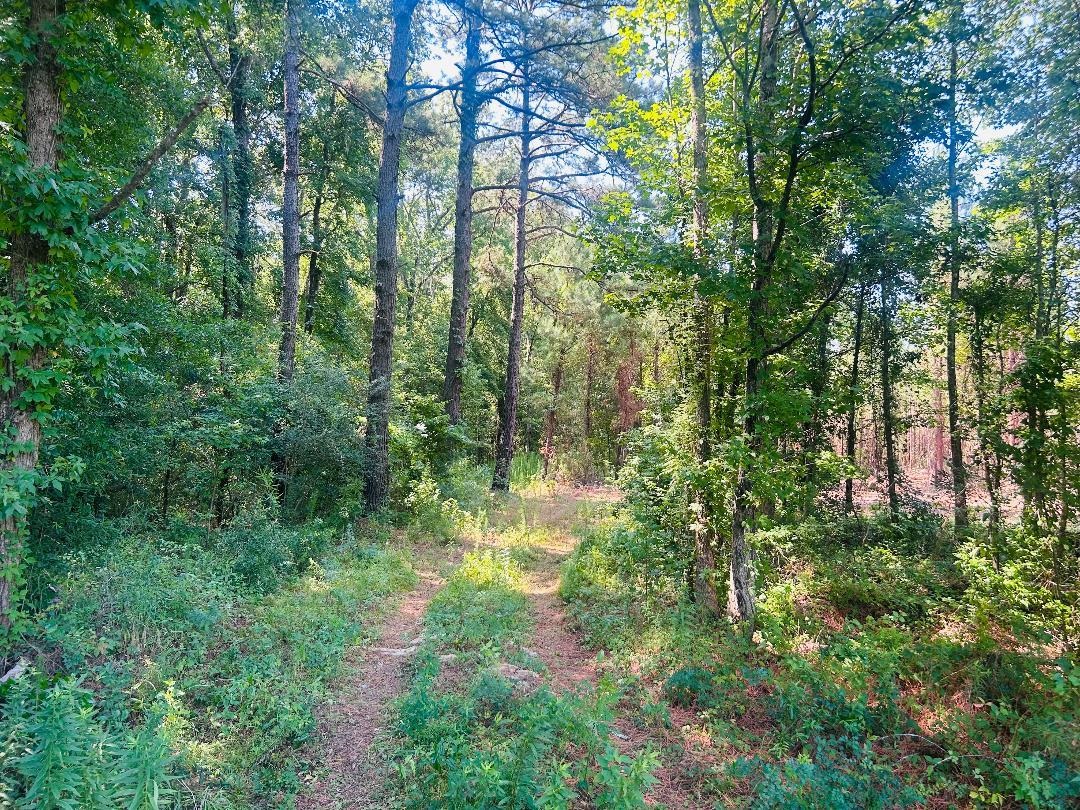 18.3-acres - Turkey Lane Kingstree, SC 29556 - Photo 2 of 9