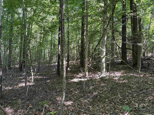 a view of a forest filled with trees