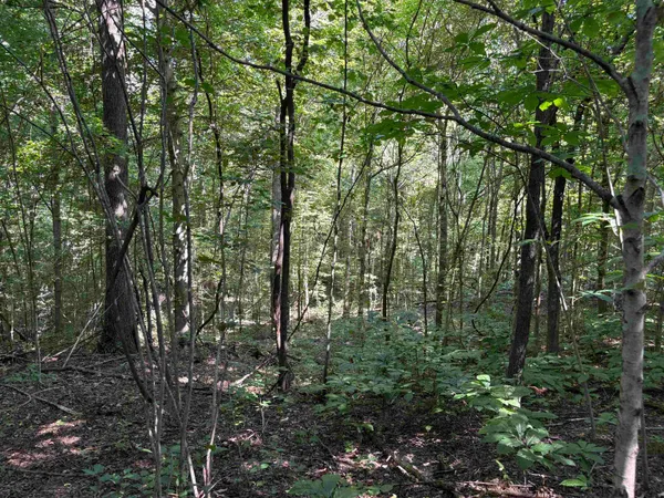 a view of forest