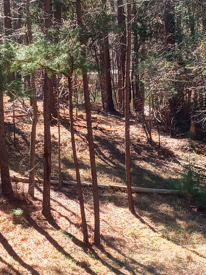 116 State Rd S-33-298 Modoc, SC 29838 - Photo 4 of 26
