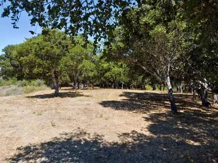 a view of empty space with large trees