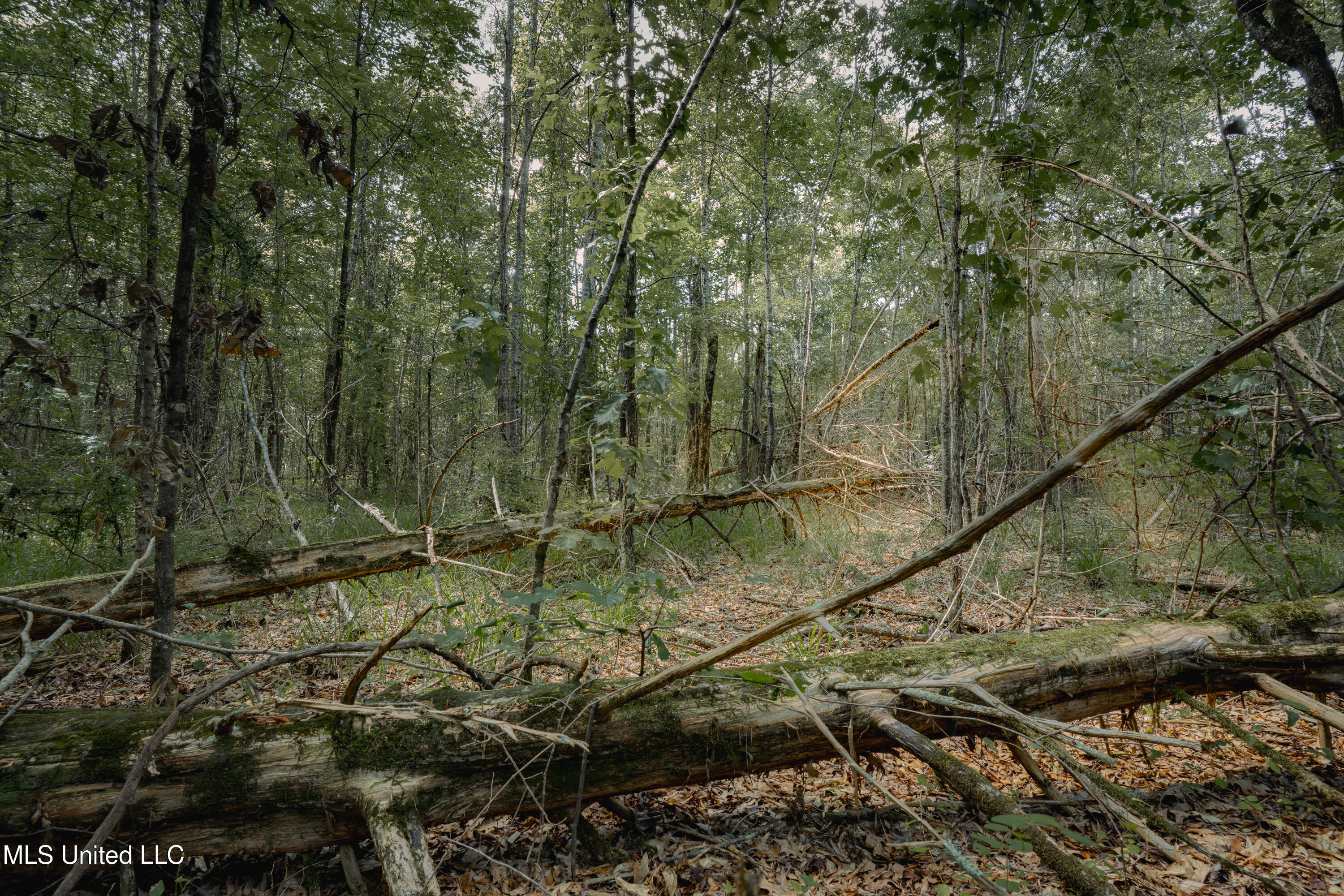 0 Dog Pen Road Durant, MS 39063 - Photo 11 of 13 70% Compressed-38