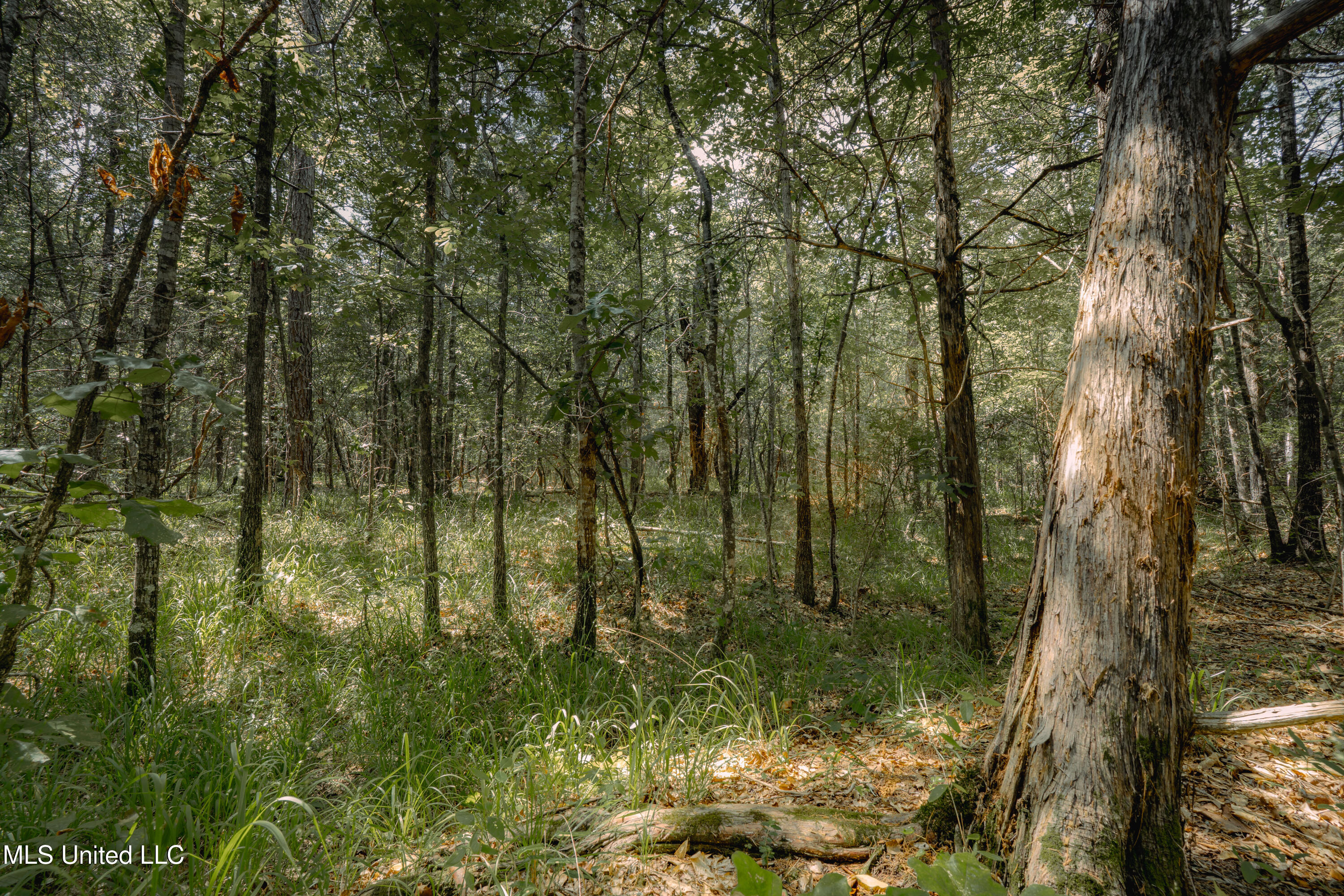0 Dog Pen Road Durant, MS 39063 - Photo 12 of 13 70% Compressed-39