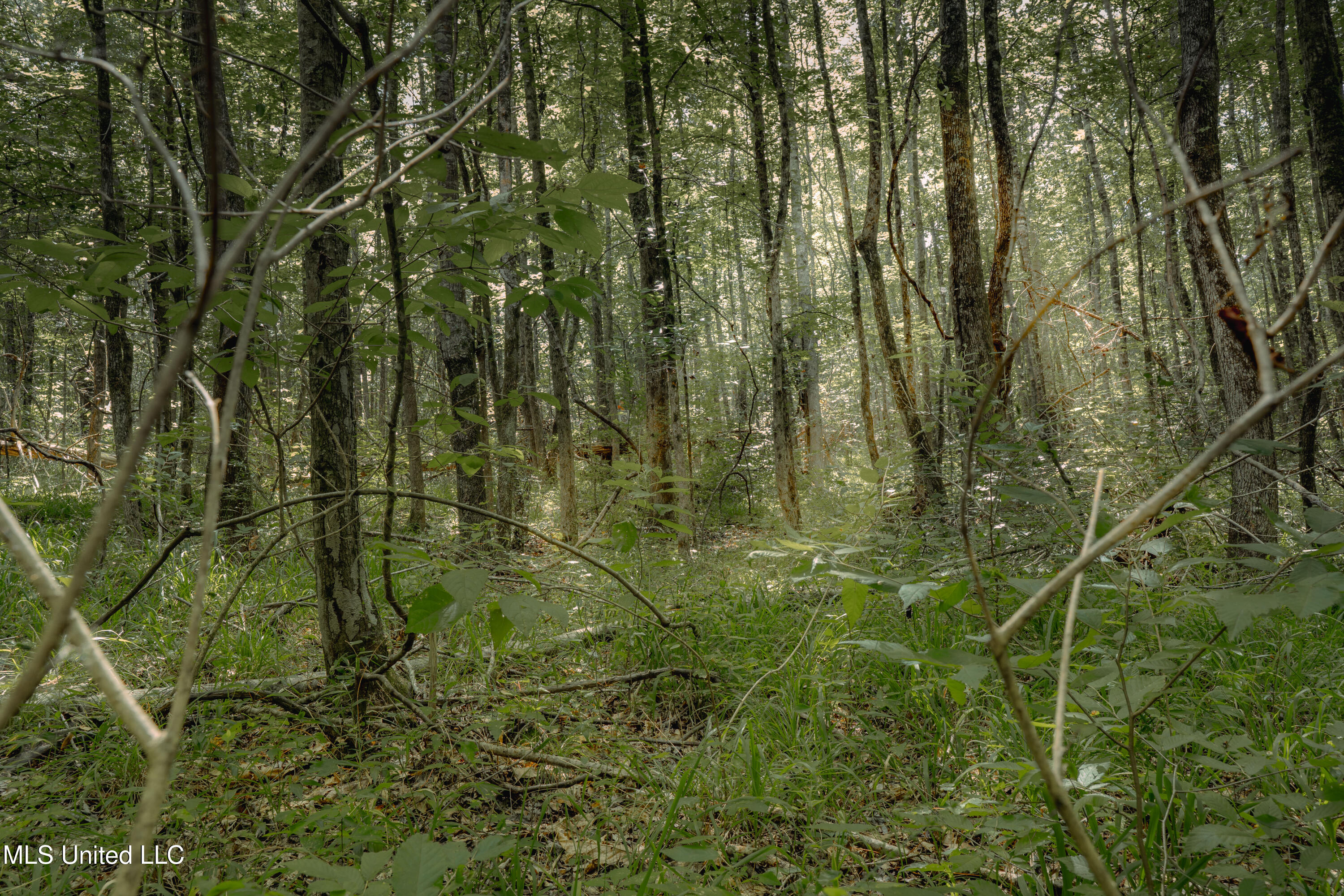 0 Dog Pen Road Durant, MS 39063 - Photo 13 of 13 70% Compressed-41