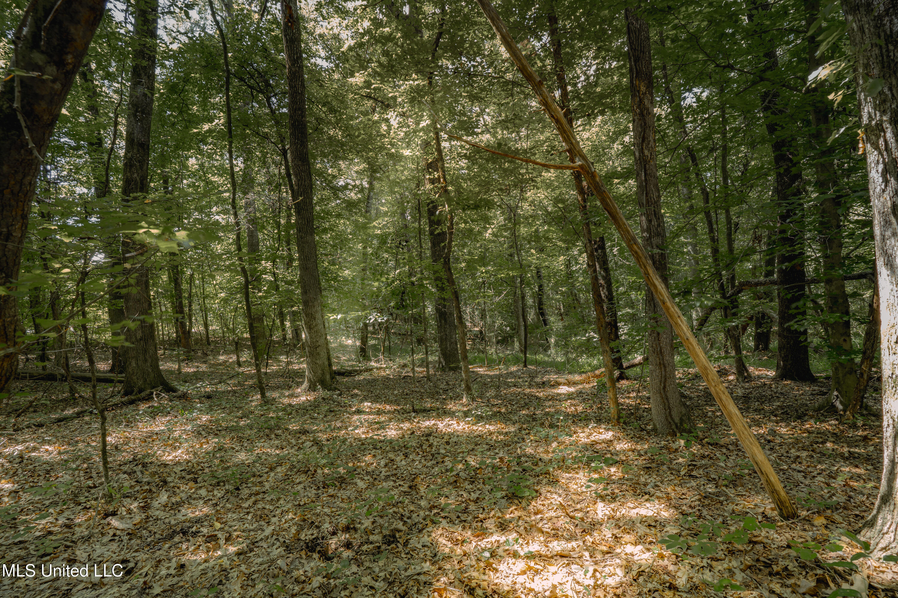 0 Dog Pen Road Durant, MS 39063 - Photo 3 of 13 70% Compressed-25