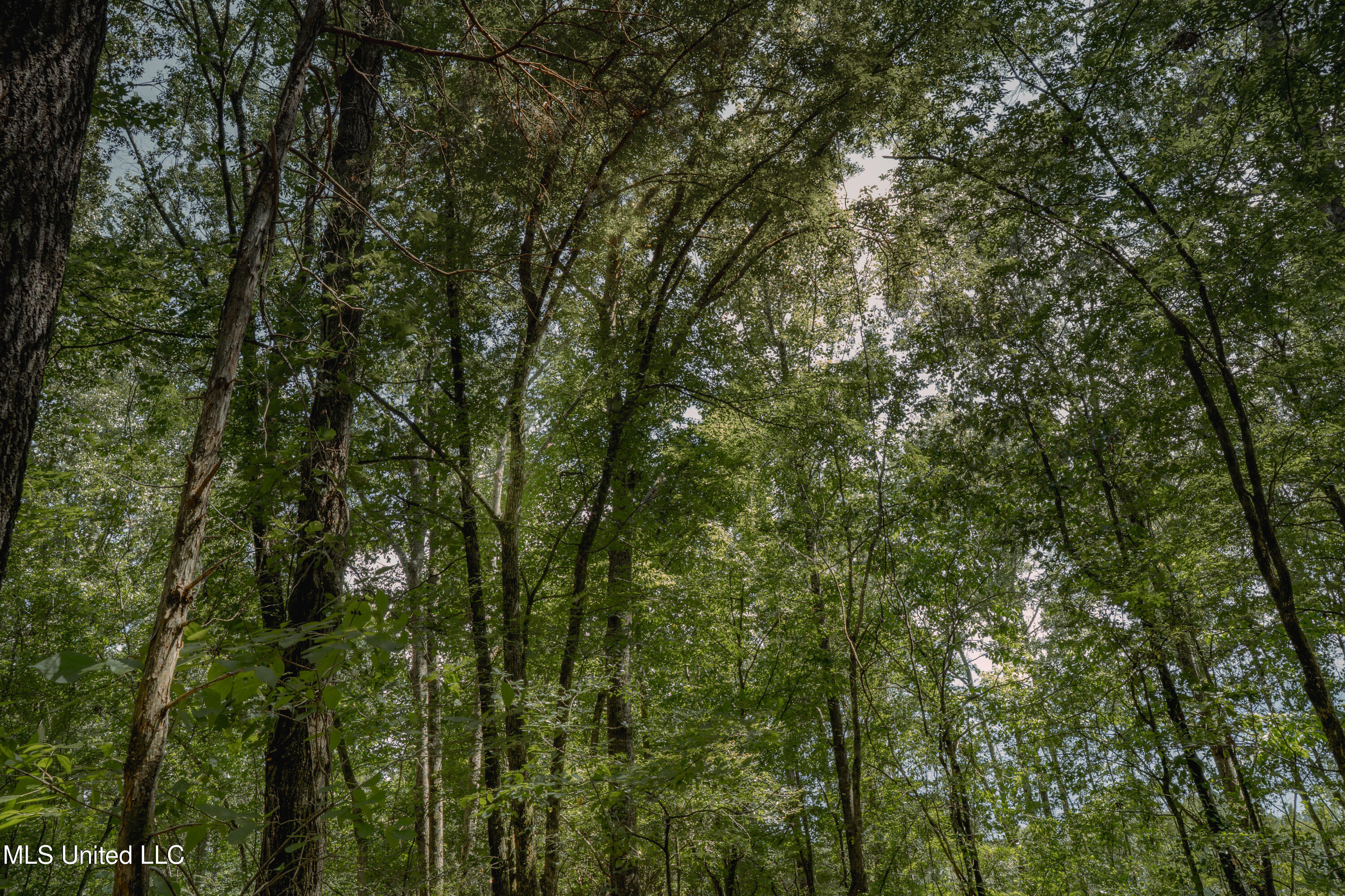 0 Dog Pen Road Durant, MS 39063 - Photo 6 of 13 70% Compressed-30