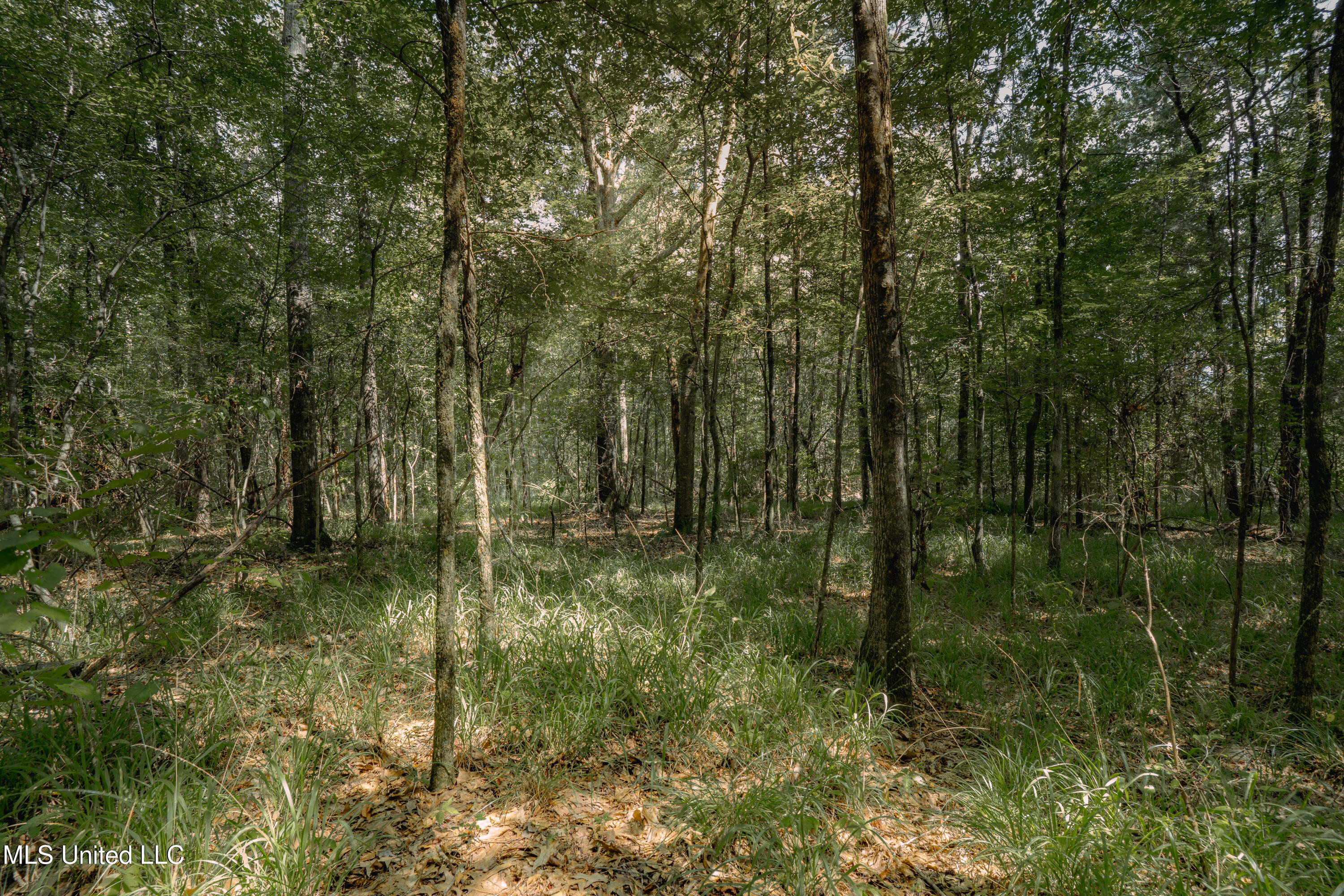 0 Dog Pen Road Durant, MS 39063 - Photo 7 of 13 70% Compressed-31