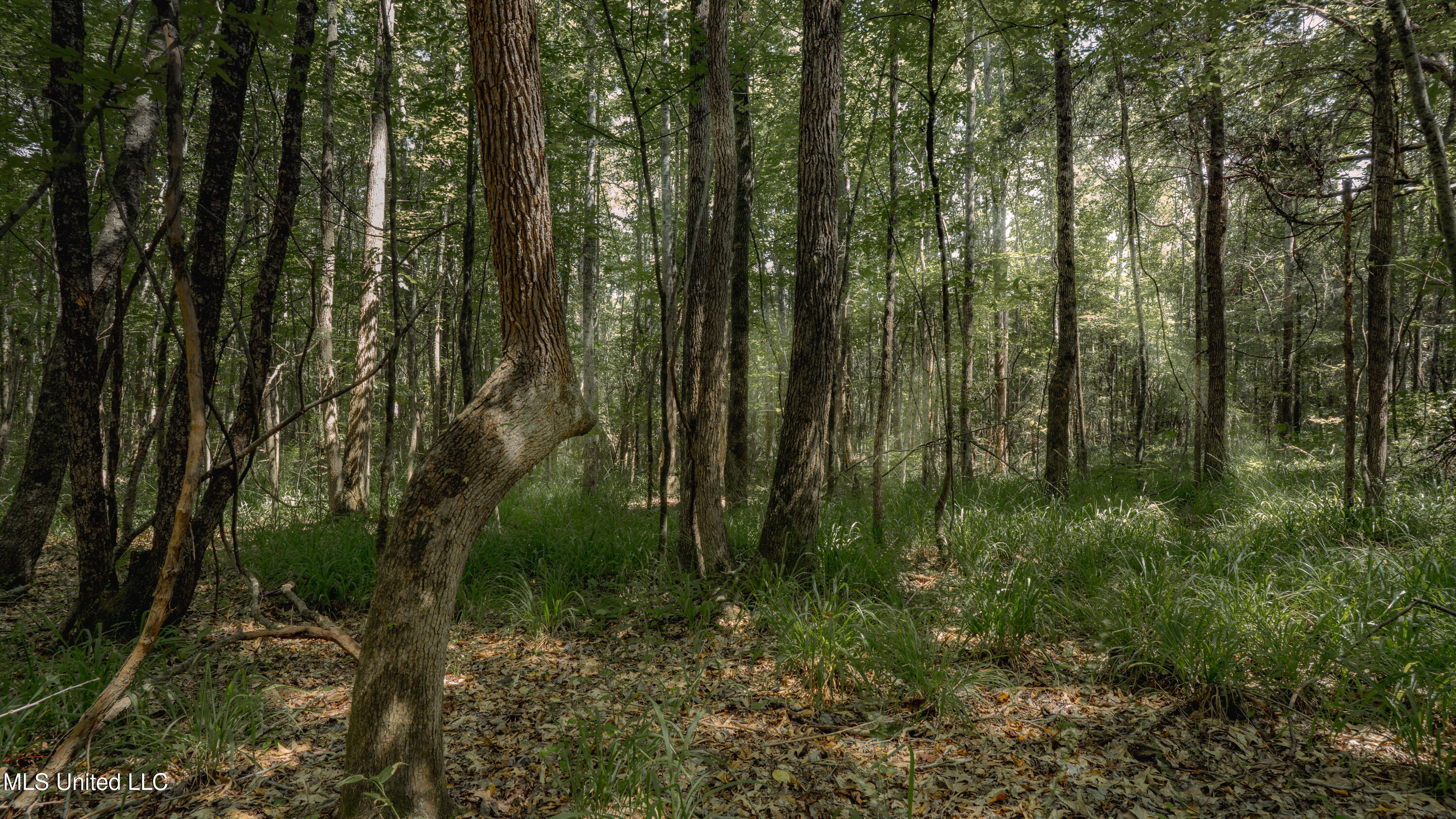 0 Dog Pen Road Durant, MS 39063 - Photo 9 of 13 70% Compressed-34