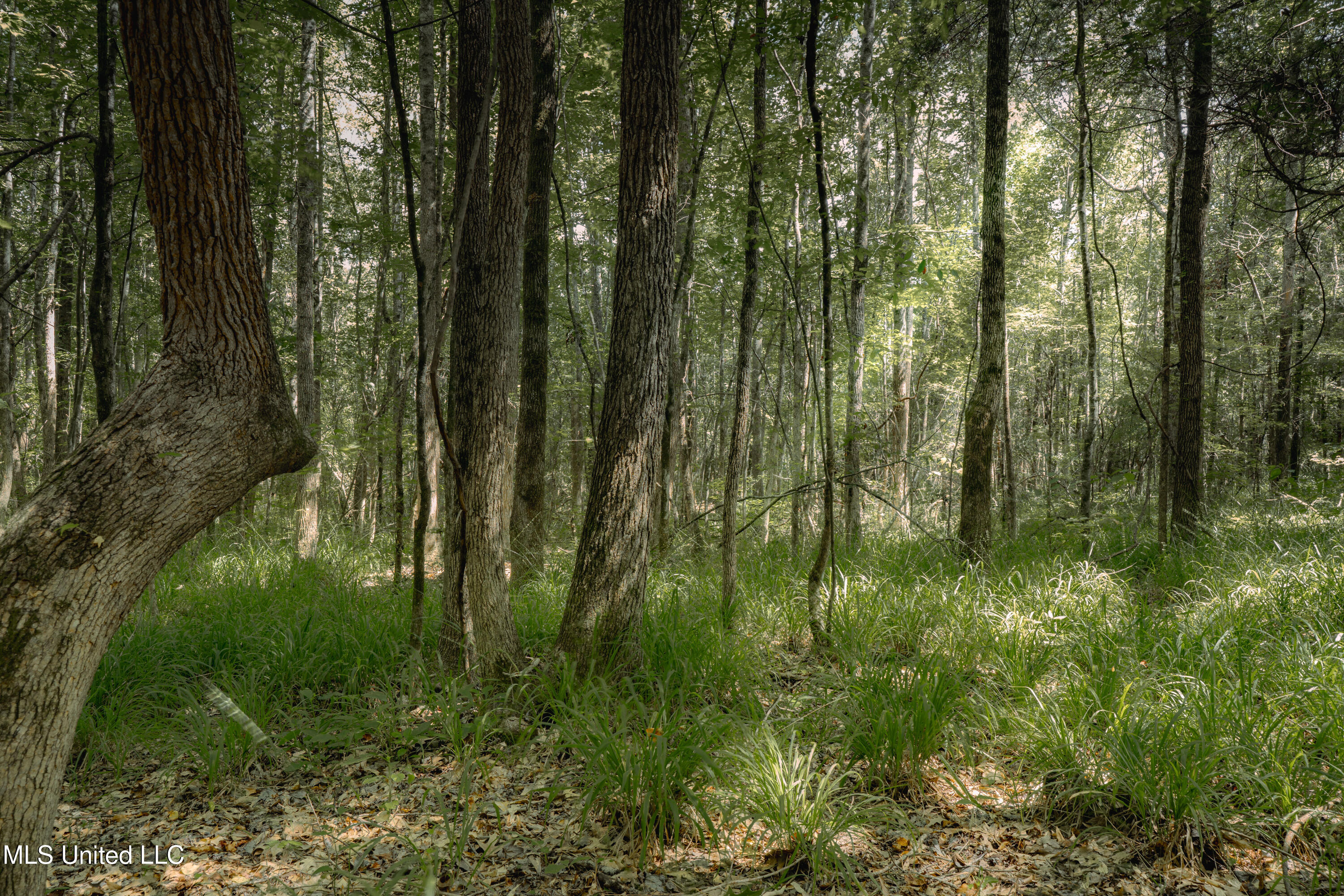 0 Dog Pen Road Durant, MS 39063 - Photo 10 of 13 70% Compressed-36