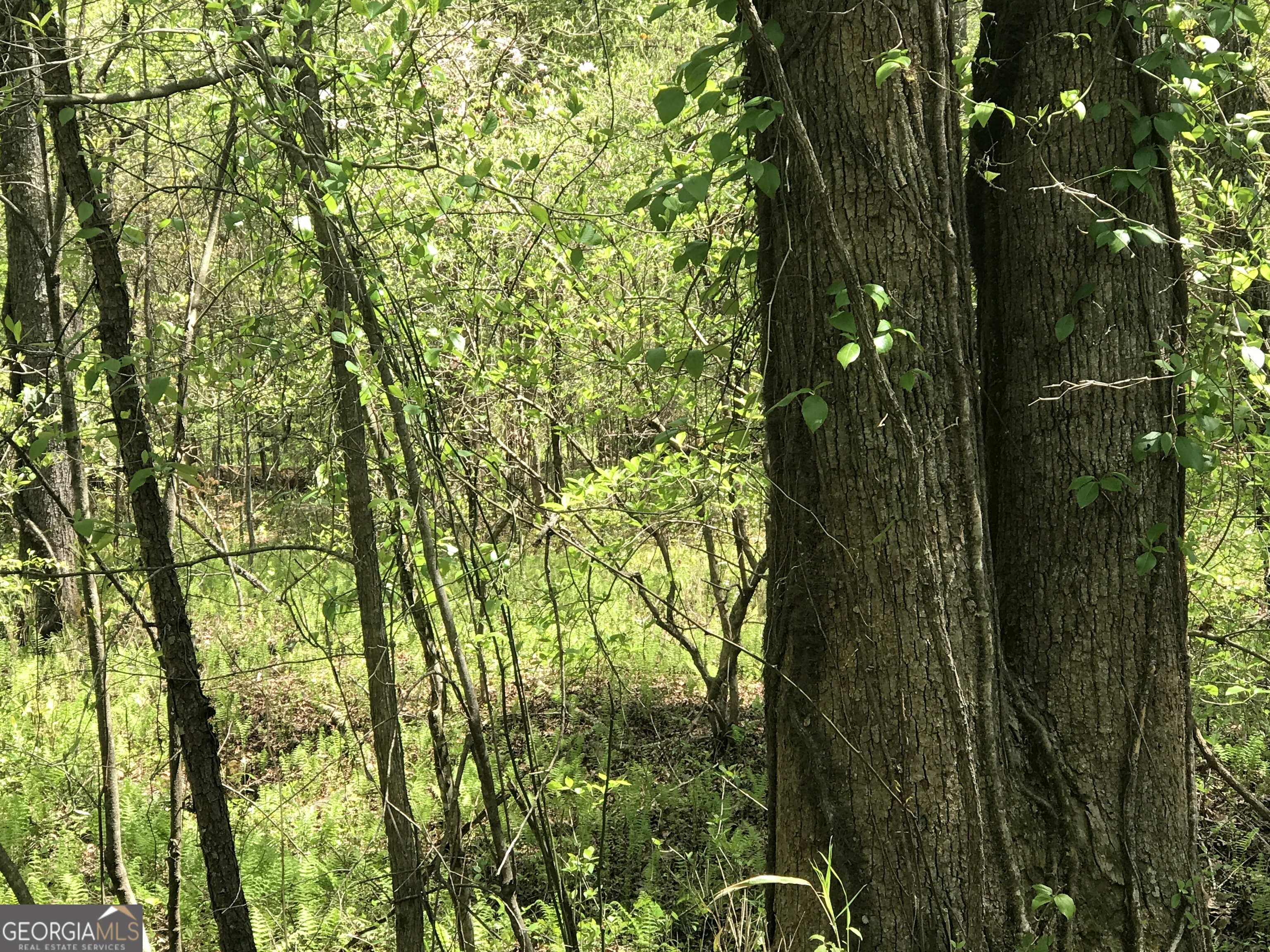 0 Damascus Road Ball Ground, GA 30107 - Photo 6 of 7