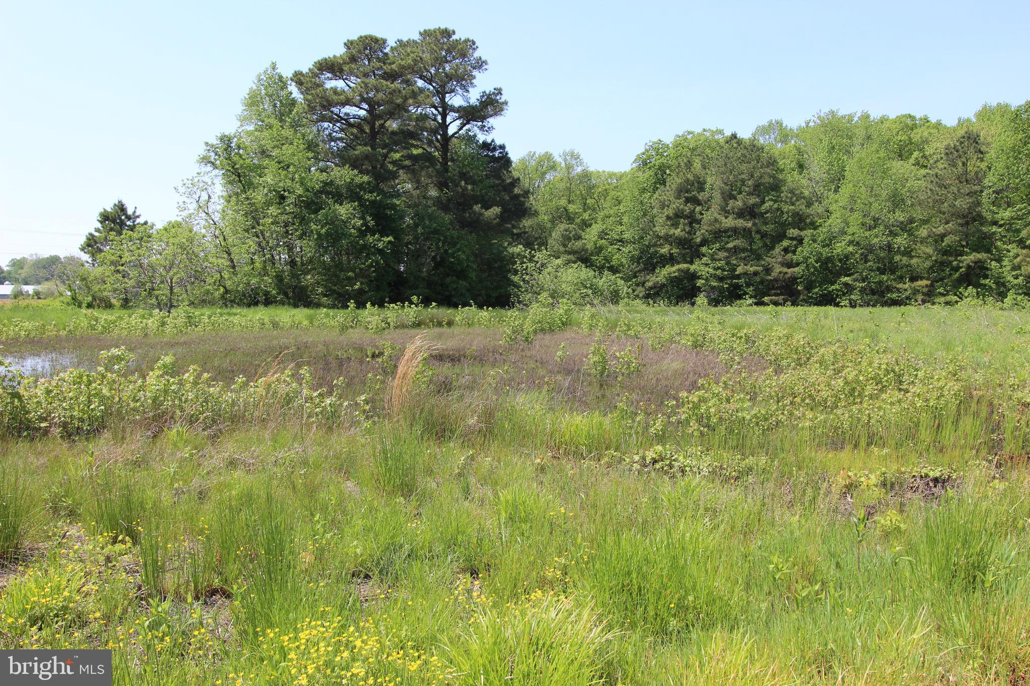 Tanyard Road Preston, MD 21655 - Photo 2 of 7 a view of yard with green space