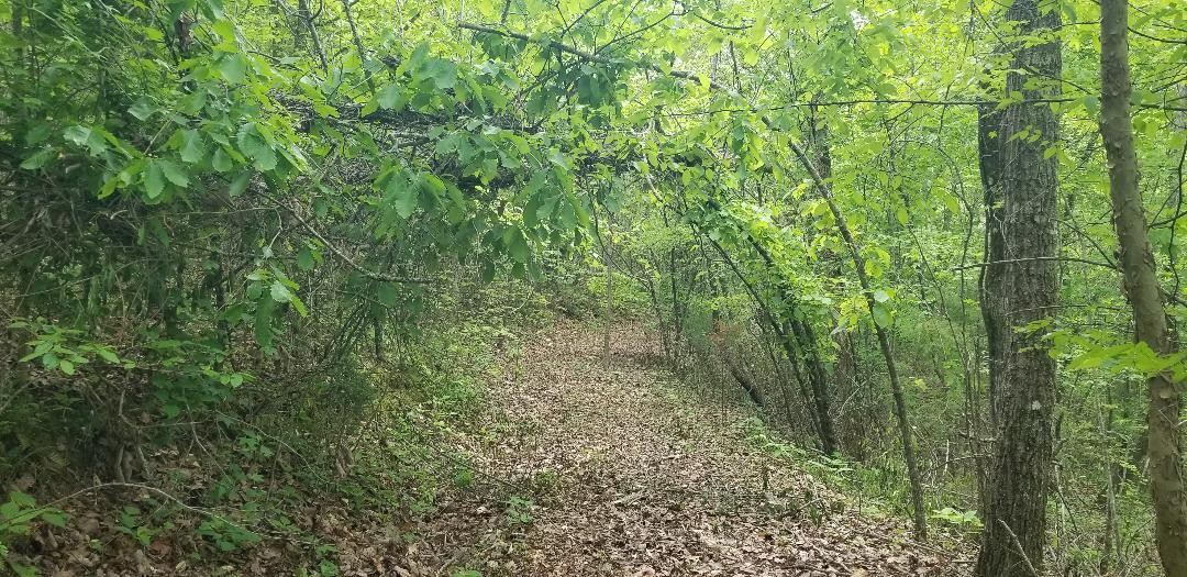 5610 Cottonport Road Decatur, TN 37322 - Photo 17 of 22 a view of a lush green forest
