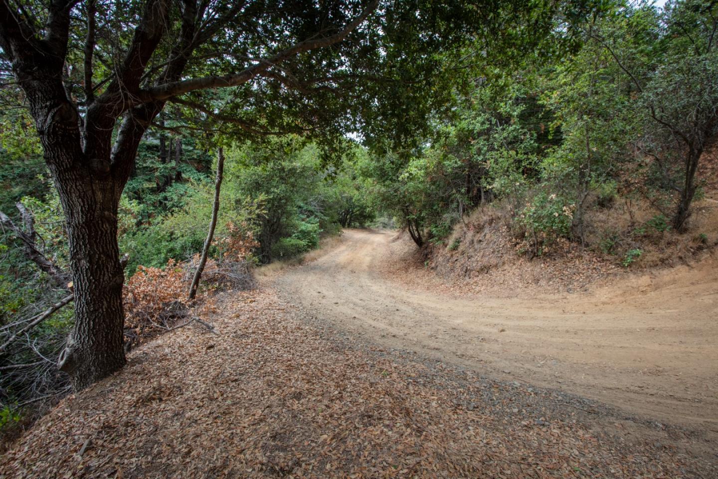 9661 Sycamore Canyon Road Big Sur, CA 93920 - Photo 12 of 26 a view of a forest with trees in the background