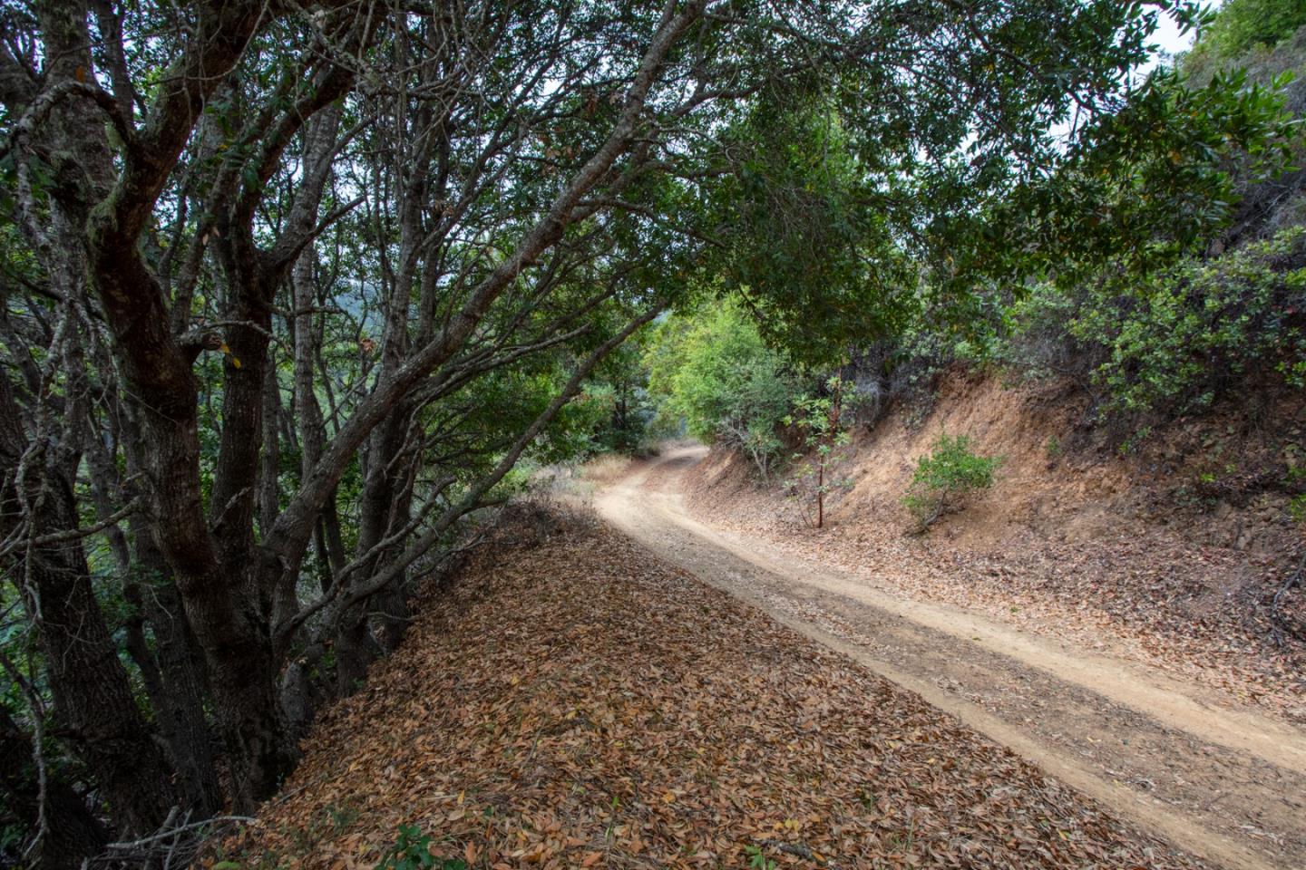 9661 Sycamore Canyon Road Big Sur, CA 93920 - Photo 13 of 26 a view of a yard with a tree