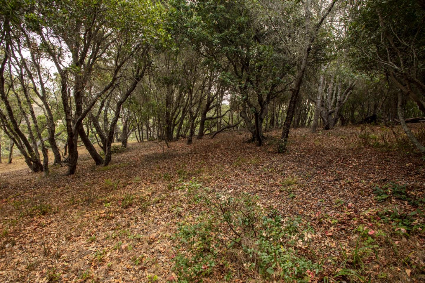 9661 Sycamore Canyon Road Big Sur, CA 93920 - Photo 14 of 26 a backyard of a house with lots of green space