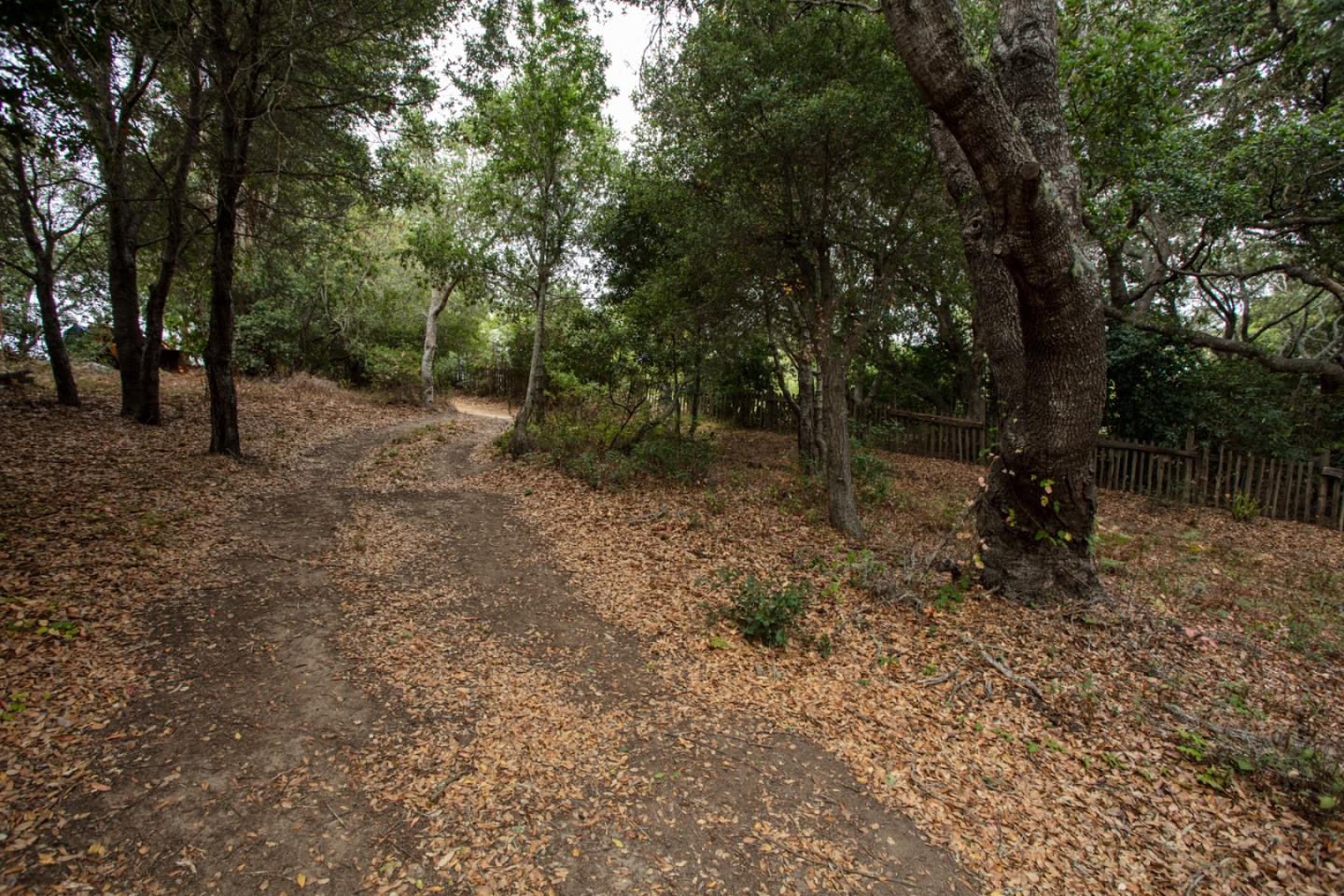 9661 Sycamore Canyon Road Big Sur, CA 93920 - Photo 15 of 26 a view of a forest with trees in the background