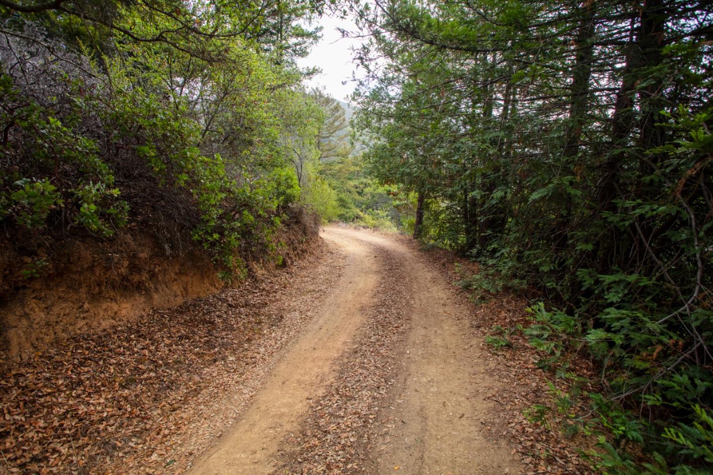 9661 Sycamore Canyon Road Big Sur, CA 93920 - Photo 16 of 26 a view of a yard with plants and large trees