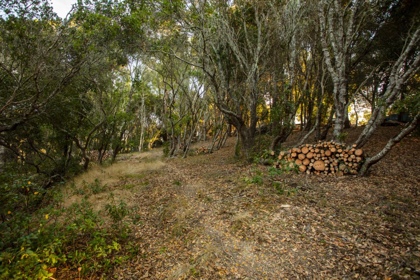 9661 Sycamore Canyon Road Big Sur, CA 93920 - Photo 18 of 26 a view of a yard with a tree