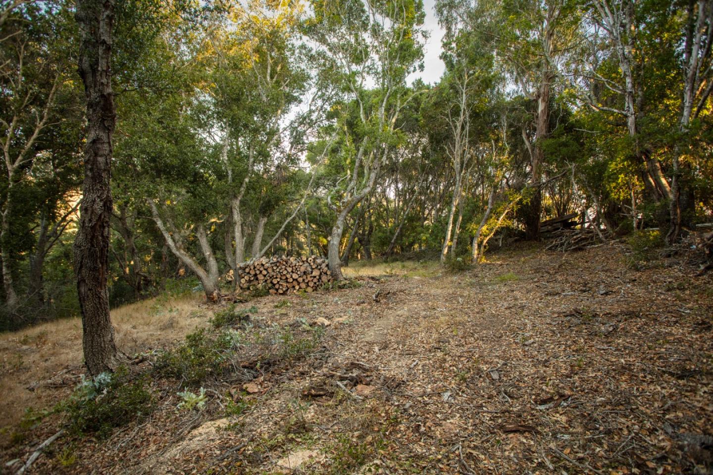 9661 Sycamore Canyon Road Big Sur, CA 93920 - Photo 19 of 26 a view of a yard with plants and trees