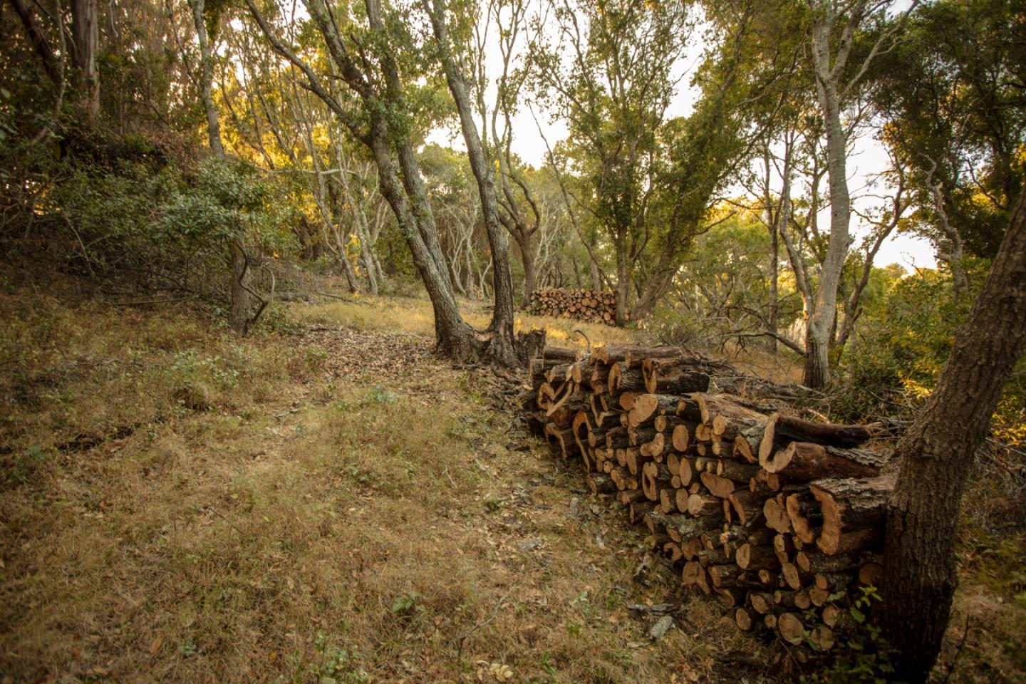 9661 Sycamore Canyon Road Big Sur, CA 93920 - Photo 20 of 26 a view of a yard with a tree
