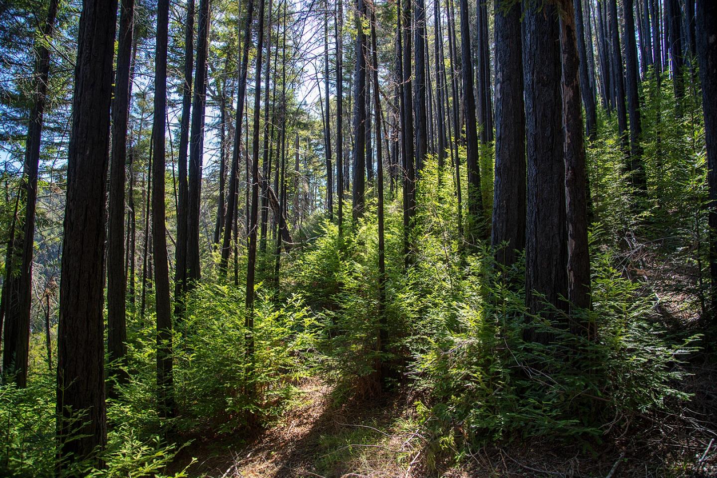 9661 Sycamore Canyon Road Big Sur, CA 93920 - Photo 2 of 26 a close up of a plant in a garden