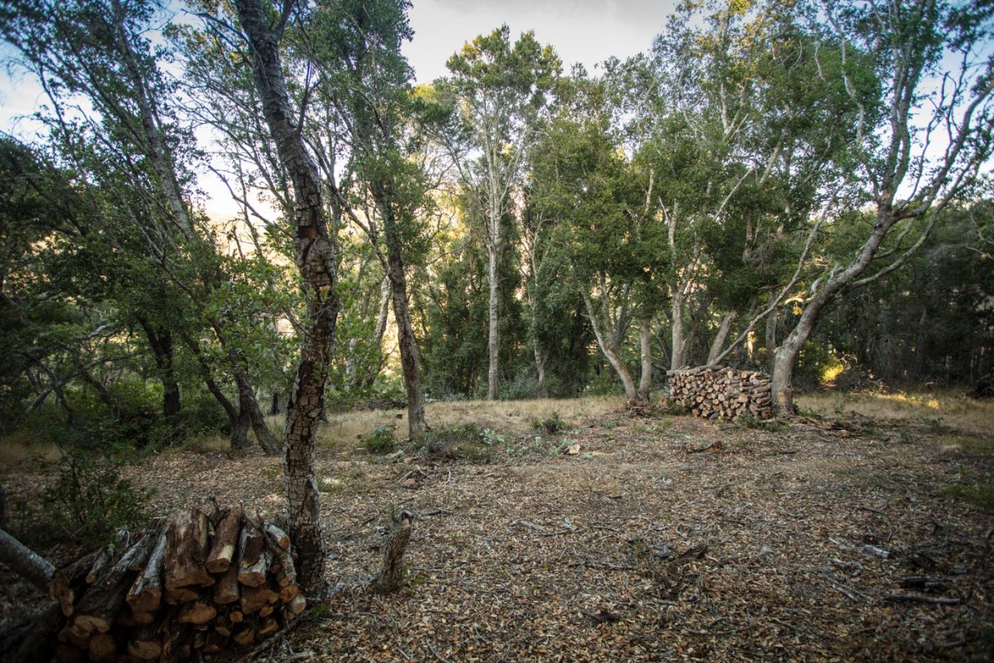 9661 Sycamore Canyon Road Big Sur, CA 93920 - Photo 21 of 26 a view of a forest with trees in the background