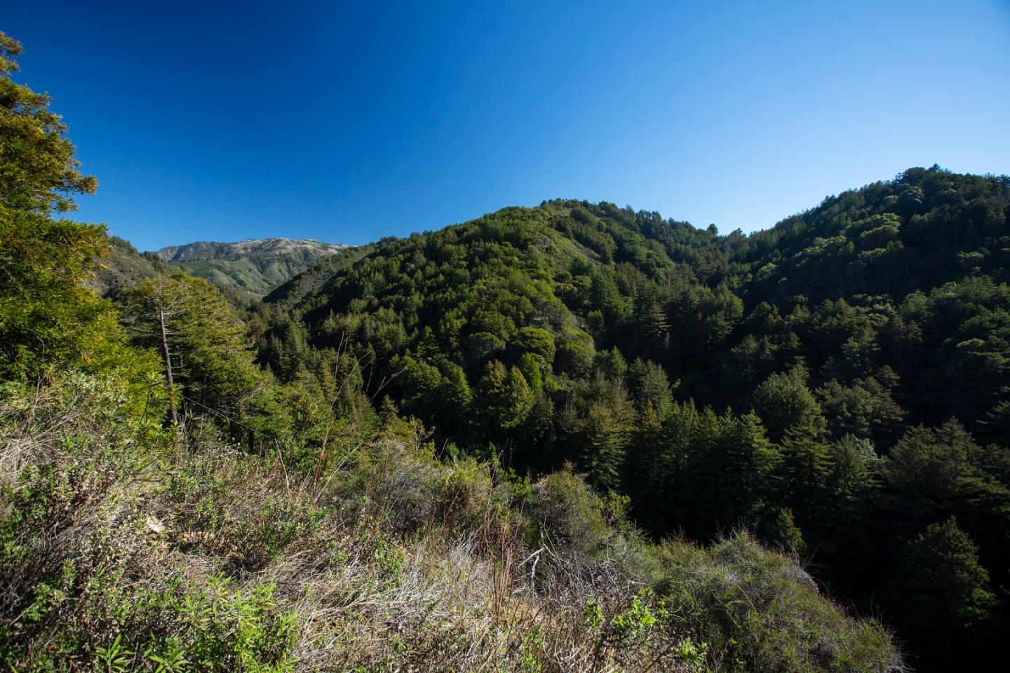9661 Sycamore Canyon Road Big Sur, CA 93920 - Photo 22 of 26 a view of a forest with a tree