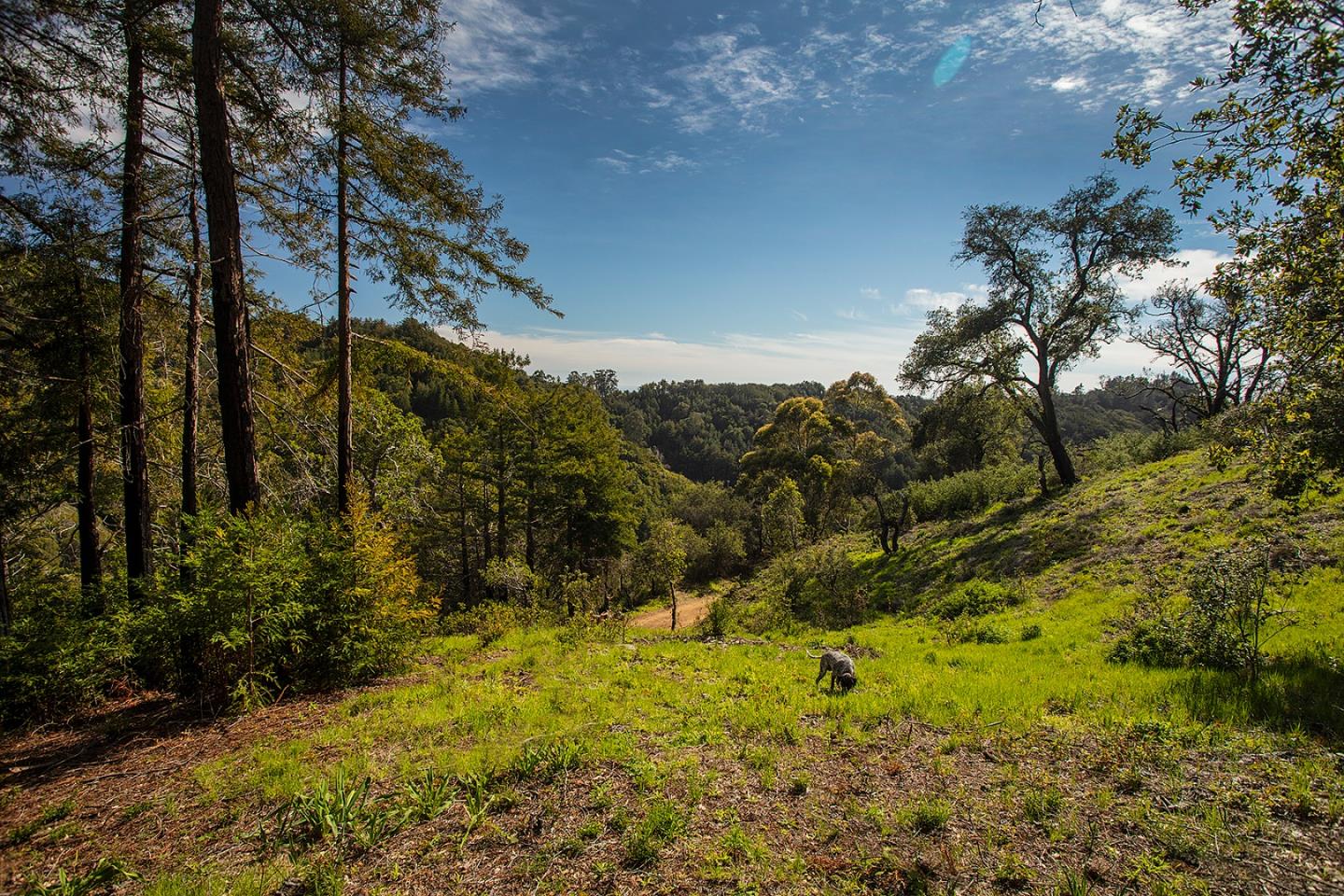 9661 Sycamore Canyon Road Big Sur, CA 93920 - Photo 3 of 26 a view of a yard with plants and large trees