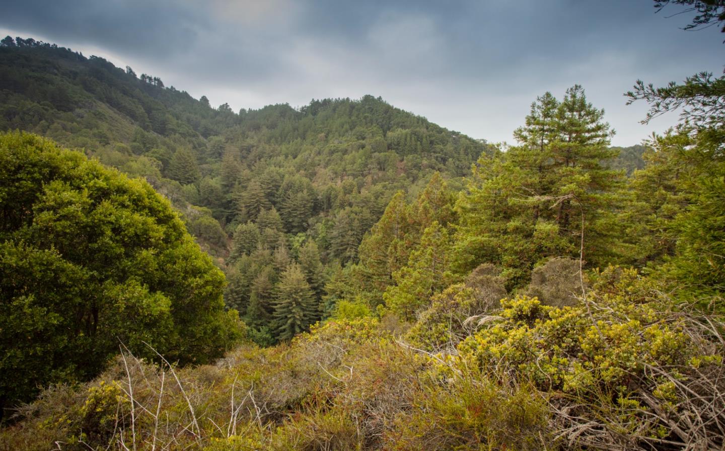 9661 Sycamore Canyon Road Big Sur, CA 93920 - Photo 7 of 26 a view of a yard