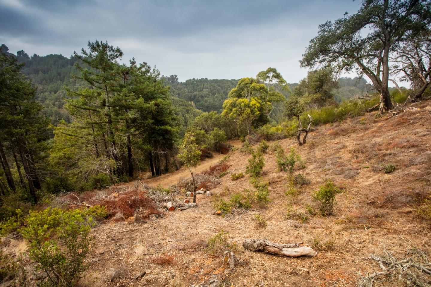 9661 Sycamore Canyon Road Big Sur, CA 93920 - Photo 8 of 26 a view of a yard with a tree