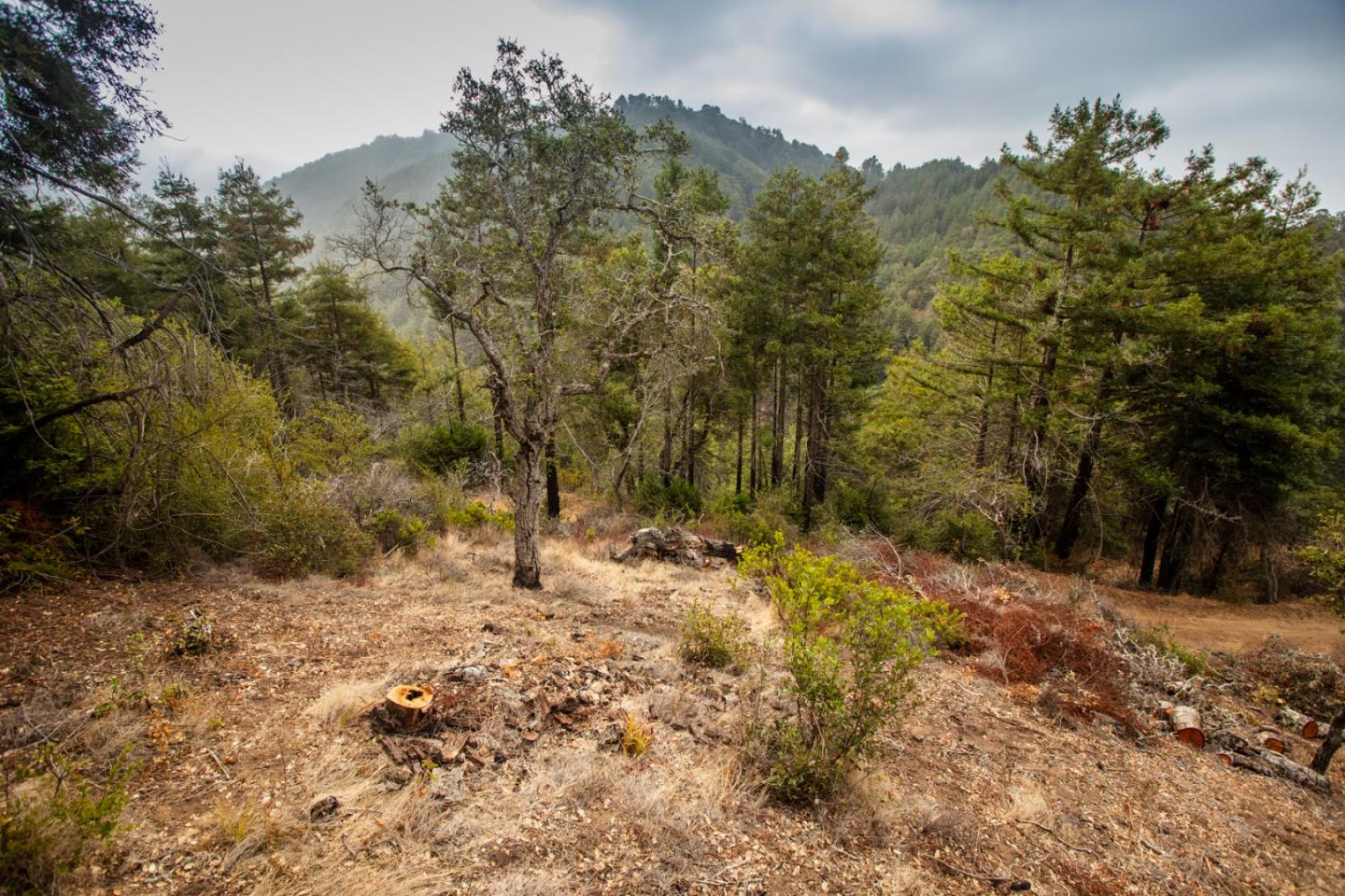 9661 Sycamore Canyon Road Big Sur, CA 93920 - Photo 9 of 26 a view of a yard with trees