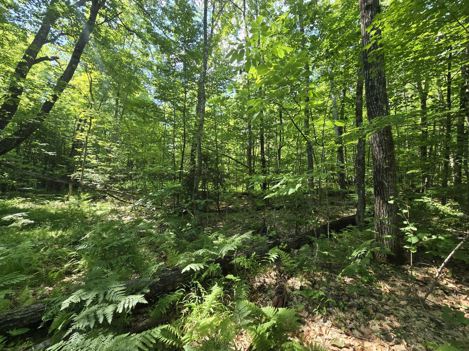 Lot 67 Temple Road Temple, ME 04984 - Photo 16 of 20 20260624_095822 (1)