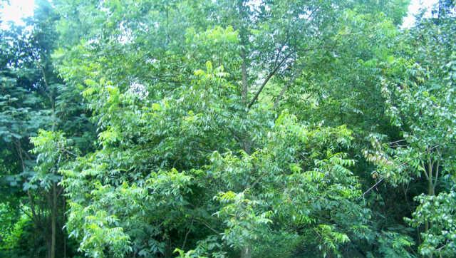 426 Rising Moon Road Mulberry, TN 37359 - Photo 11 of 12 Pecan trees